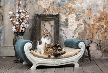 Two nice cats in interior