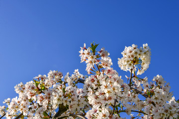 Flowers of the cherry blossoms on a spring day.