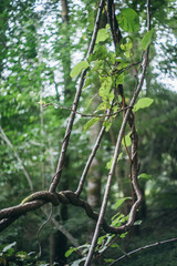 Stoot of liana in georgian botanical garden in the daylight outdoor