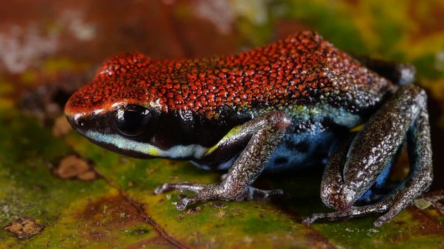 Ecuadorian Poison Frog (Ameerega bilinguis) on the rainforest floor in Ecuador.