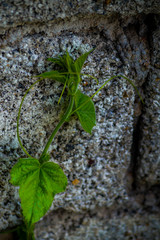 Tinospora cordifolia on stone, plants leaf on stone 