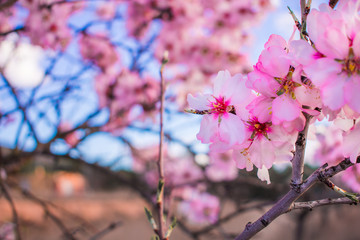 Beautiful nature scene with blooming tree
