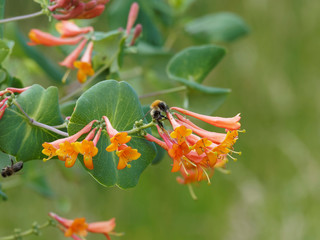 Lonicera sempervirens - Fleurs du Chèvrefeuille vert décorative de couleur corail au nectar...