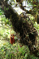 Nepenthes macfarlanei Mount Brinchang in Cameron Highlands