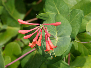Le Chèvrefeuille vert - Lonicera sempervirens - un arbuste d'ornement toujours vert appelé...