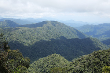 Virgin forest Mount Brinchang in Cameron Highlands