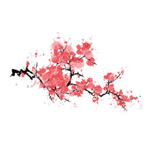 Abstract sakura blossom - Japanese cherry tree isolated on white background.