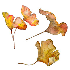 Green yellow ginkgo biloba leaf. Watercolor background illustration set. Isolated ginkgo illustration element.