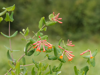Le Chèvrefeuille vert - Lonicera sempervirens - un arbuste d'ornement toujours vert appelé...