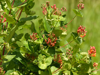 Le Chèvrefeuille vert - Lonicera sempervirens - un arbuste d'ornement toujours vert appelé...