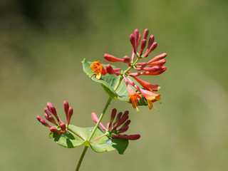 Le Chèvrefeuille vert - Lonicera sempervirens - un arbuste d'ornement toujours vert appelé...