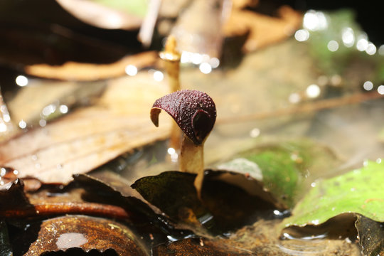 Cryptocoryne sahalii Water plants in Borneo