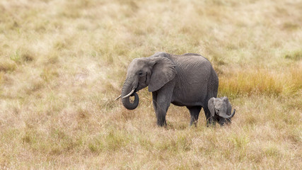 Fototapeta premium Słoń afrykański, matka i dziecko