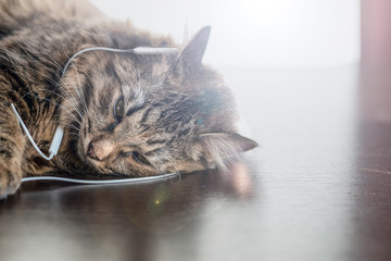 cat is sad, listening to music with headphones.