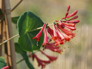 Le Chèvrefeuille vert - Lonicera sempervirens - un arbuste d'ornement toujours vert appelé...