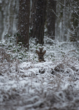Roe deer standing in the snow