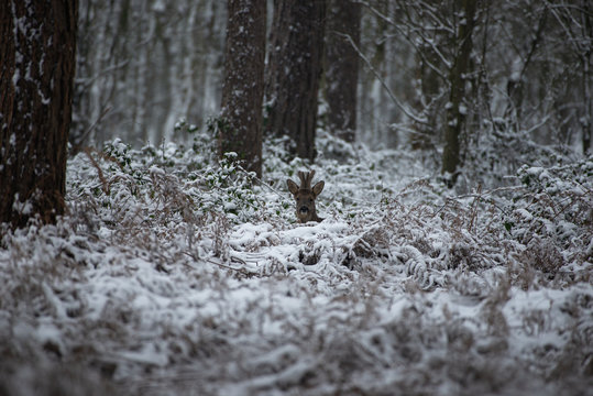 Roe deer standing in the snow