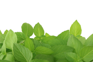 heap of basil leaves isolated on white background