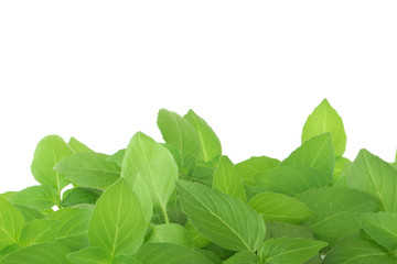 heap of basil leaves isolated on white background
