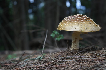 poison mushroom