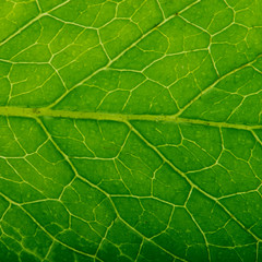 fresh green leaf of mint background