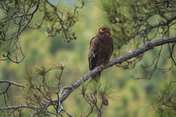 Steppe eagle on perch in Forest