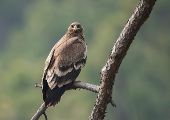 Steppe eagle on perch in Forest