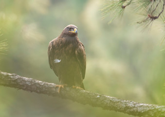 Steppe eagle on perch in Forest