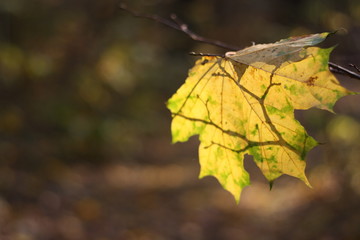 autumn leaves