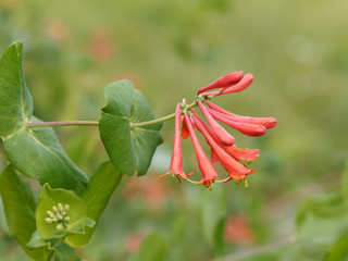 Le Chèvrefeuille vert - Lonicera sempervirens - un arbuste d'ornement toujours vert appelé...