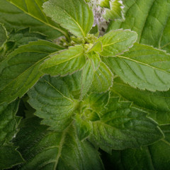 fresh mint leaves background