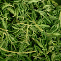 thyme background