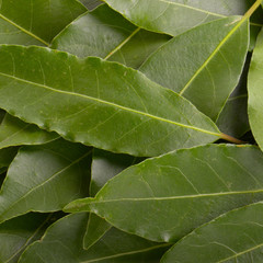 fresh bay leaves background