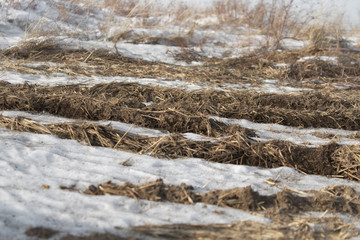 Earth and snow. Dry grass. Earth background. Grunge earth.