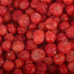 red juniper berries background