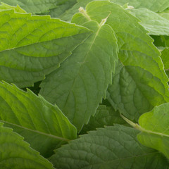 fresh mint leaves background