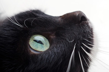 Black cat with widely open from astonishment beautiful eyes.