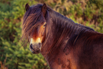 A wild Exmoor Pony, seen on Porlock Hill in Somerset, England, UK