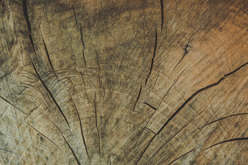Endgrain texture of wood