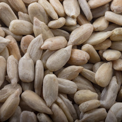 shelled seeds of sunflower background