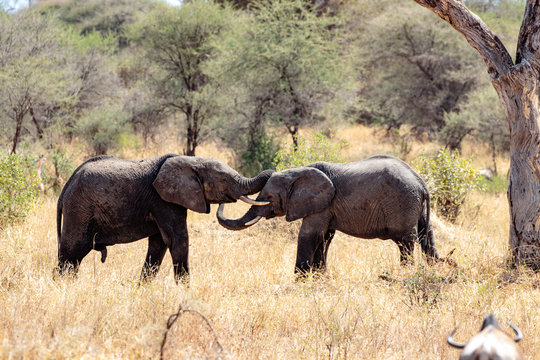 Tarangire