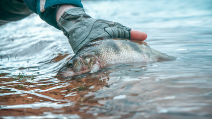 Perch in the hand of an angler. Catch and release.