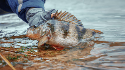 Perch in the hand of an angler. Catch and release.