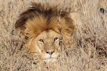 Serengeti