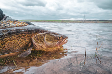 Zander in the hand of an angler. Catch and release.