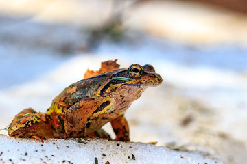 Rana temporaria