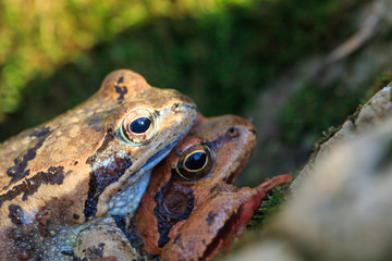 Rana temporaria