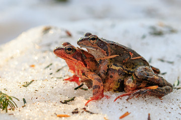 Rana temporaria