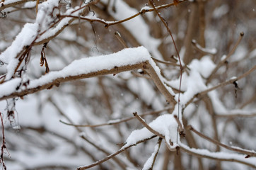 the branches of the tree are covered with the first fluffy snow that just dropped out. Background, wallpaper
