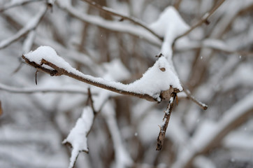 the branches of the tree are covered with the first fluffy snow that just dropped out. Background,...